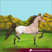 Horse Color:Bay Roan Appaloosa 