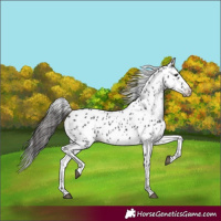 Horse Color:Black Leopard