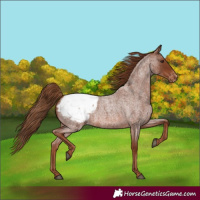 Horse Color:Red Roan Appaloosa 