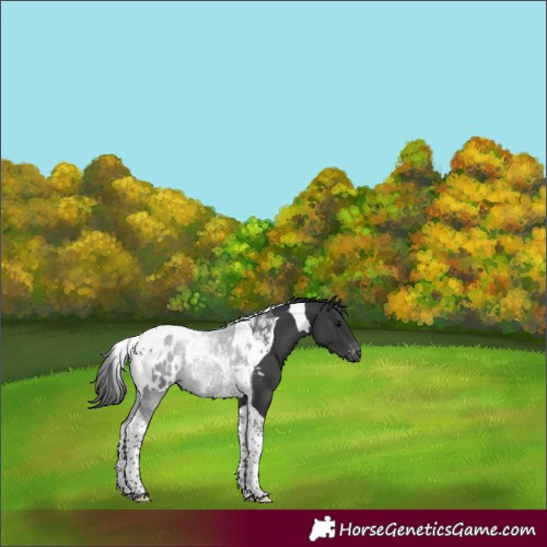 Horse Color:Black Tobiano Appaloosa 