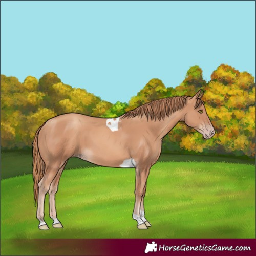 Horse Color:Gold Champagne Tobiano 