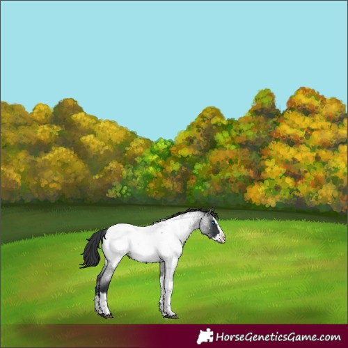 Horse Color:Blue Roan Splash Tobiano Near Fewspot 