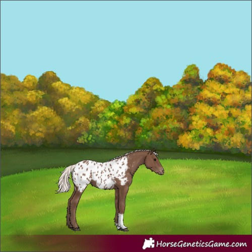 Horse Color:Silver Black Tobiano Appaloosa 