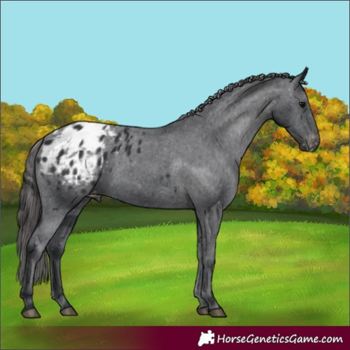 Horse Color:Black Blanket Rabicano 