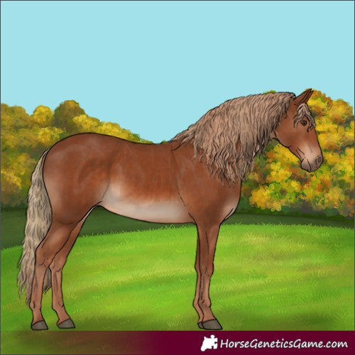 Horse Color:Chestnut and Chestnut