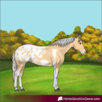 Horse Color:Palomino Tobiano Frame Appaloosa