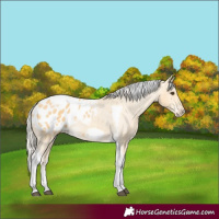 Horse Color:Palomino Tobiano Frame Blanket 