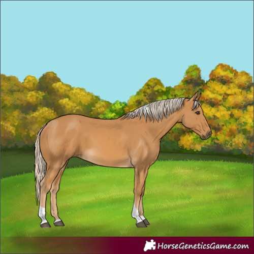 Horse Color:Palomino Tobiano 
