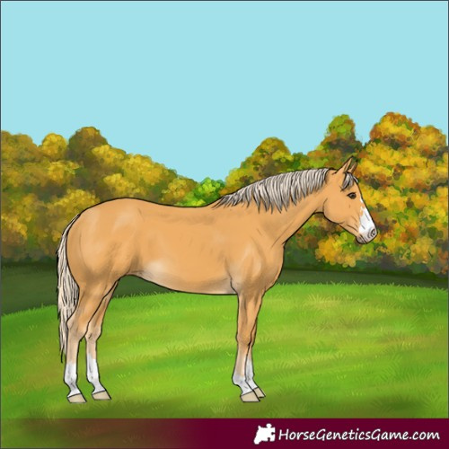 Horse Color:Palomino 