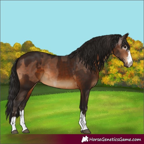 Horse Color:Unknown 