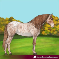 Horse Color:Red Roan Varnish and Gold Champagne Roan Varnish