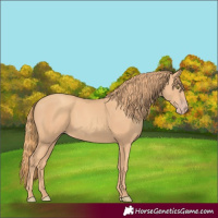 Horse Color:Gold Champagne 