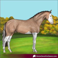 Horse Color:Amber Champagne Splash 