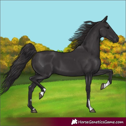 Horse Color:Smoky Black  and Smoky Black 
