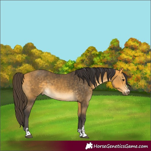 Horse Color:Unknown 