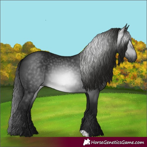 Horse Color:Gray Black 