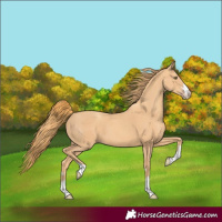 Horse Color:Gold Champagne