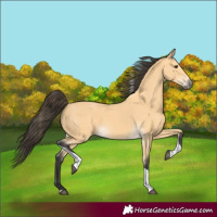 Horse Color:Buckskin Tobiano