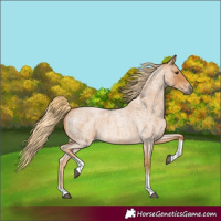 Horse Color:Red Roan Tobiano