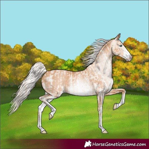 Horse Color:Cremello Sabino  and Gray Cremello Sabino 