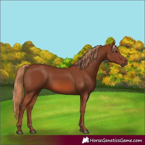 Horse Color:Chestnut 