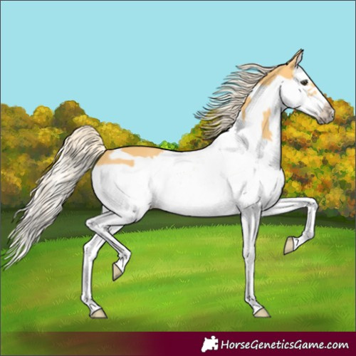 Horse Color:Palomino Splash Frame 