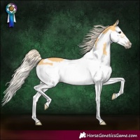 Horse Color:Palomino Splash Frame
