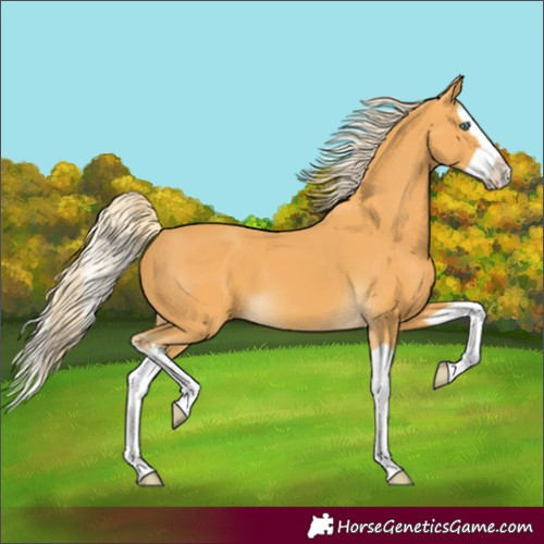 Horse Color:Palomino Splash 