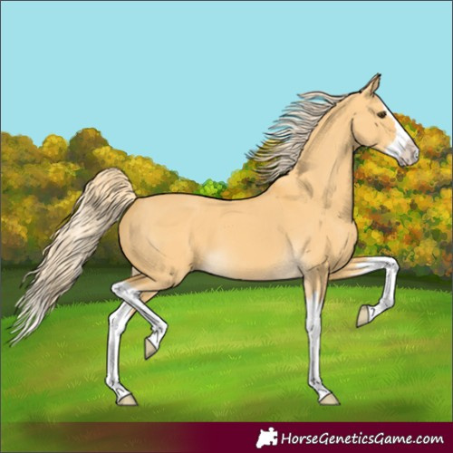 Horse Color:Palomino Dun Splash 