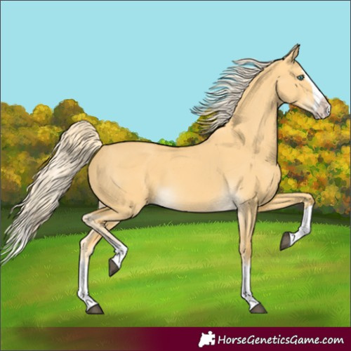 Horse Color:Palomino Dun Splash 