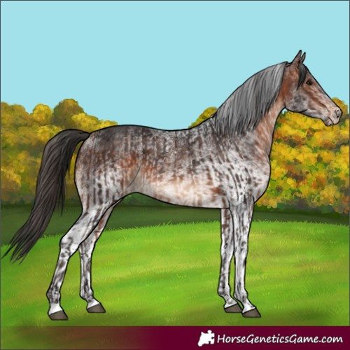 Horse Color:Bay  and White Spotted Bay 