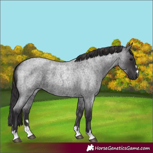 Horse Color:Smoky Blue Roan 