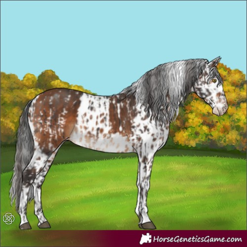 Horse Color:Brown Skewed Appaloosa  and Bay Skewed Appaloosa 