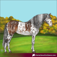 Horse Color:Brown Skewed LP Spotted  and Bay Skewed LP Spotted 