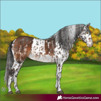 Horse Color:Brown Skewed Appaloosa and Bay Skewed Appaloosa