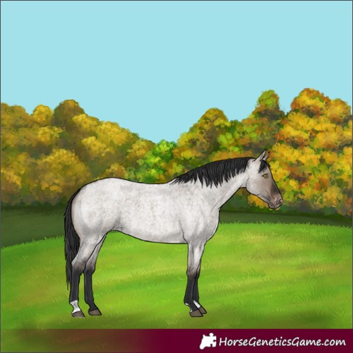 Horse Color:Brown Roan Dun Appaloosa 