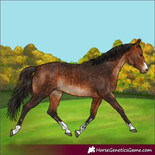 Horse Color:Bay and Gray Bay