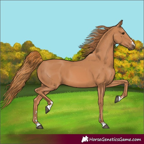 Horse Color:Chestnut 