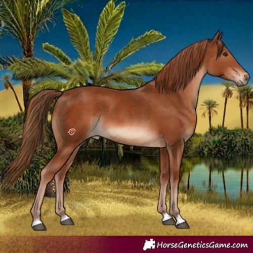 Horse Color:Chestnut  and Chestnut 