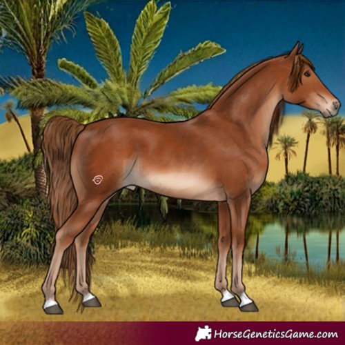 Horse Color:Chestnut  and Chestnut 