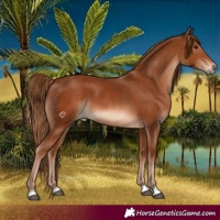 Horse Color:Chestnut  and Chestnut 