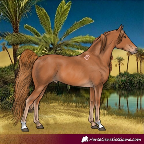 Horse Color:Chestnut 