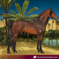 Horse Color:Bay 