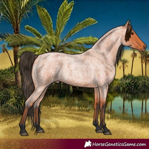 Horse Color:Bay Roan 