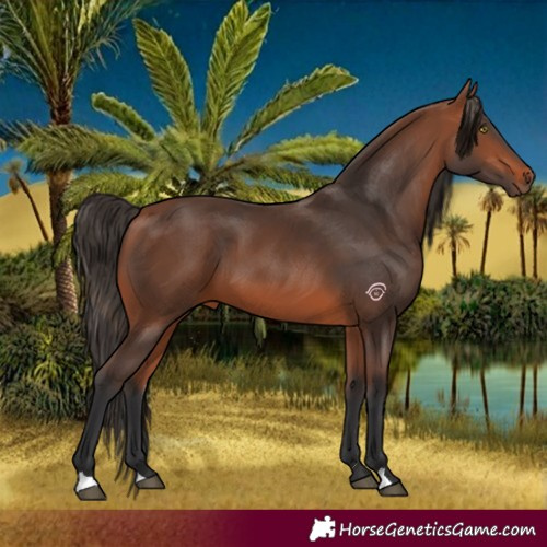 Horse Color:Bay 