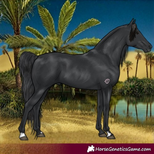 Horse Color:Black 