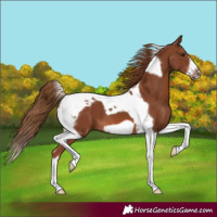 Horse Color:Chestnut Tobiano Frame 