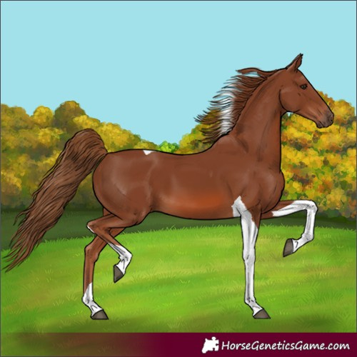 Horse Color:Chestnut Tobiano 