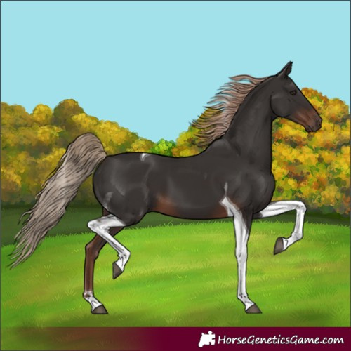 Horse Color:Liver Chestnut Tobiano 