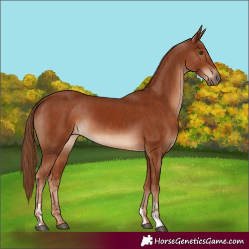 Horse Color:Chestnut  and Chestnut 